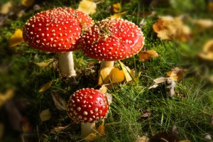 Social, Media, Weiterbildung